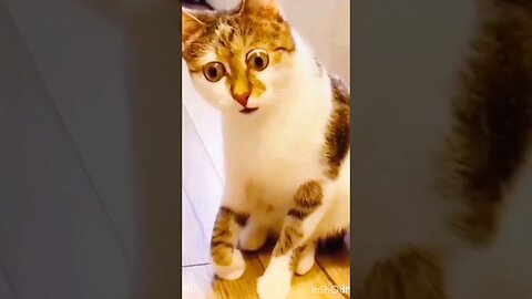 Funny Dog vs. Cat Fights: Hilarious Animal Moments 🐶🐱 #Shorts