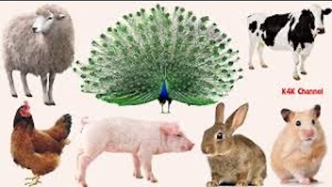 ANIMAUX DE FERME - ANIMAUX DOMESTIQUES - VOCABULAIRE ANGLAIS