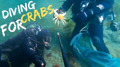 Diving For Crabs In South East Alaska