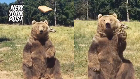 Brown bear gives friendly wave for a slice of bread