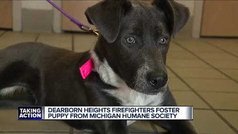 Metro Detroit fire department fostering puppy from Michigan Humane Society