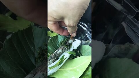 Luna Moth Caterpillar 🐛 Update