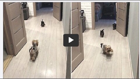 Happy Yorkie mom adorably plays with her puppies