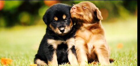 My puppies decided to play the other puppy decided to play the piano and the other puppy decided