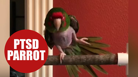 Parrot with PTSD on the road to recovery