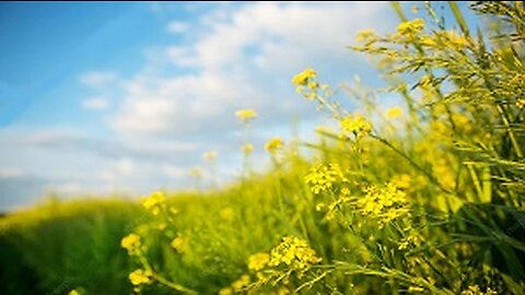 Relaxing Meadow with Wildflowers, Butterflies, Bird Sounds, Mountain View and, Moving Clouds