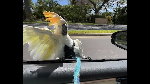 Koko is Surfing South Kihei Rd. - Maui, Hawaii