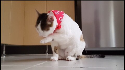 Video Of Funny Cat