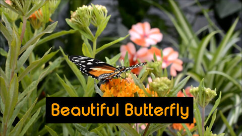 Beautiful Butterfly