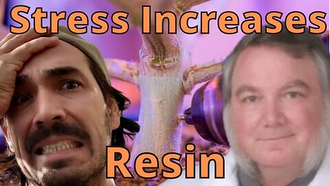 Plant Resin Production Increases With Stress by Harley Smith