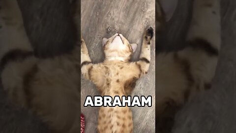 THIS CAT SLEEPS IN THE WILDEST POSITION EVER!