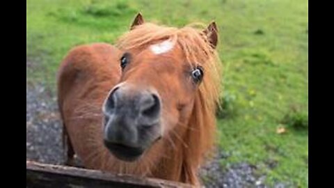 Small Horse with small Girl