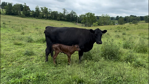 Another bottle fed calf?