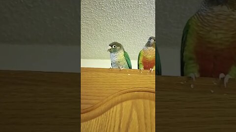 My three #greencheekedconure birds