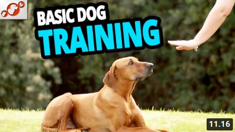 🐕 Basic Dog Training – TOP 10 Essential Commands Every Dog Should Know!