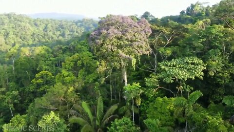 The world's largest tropical rainforest 8