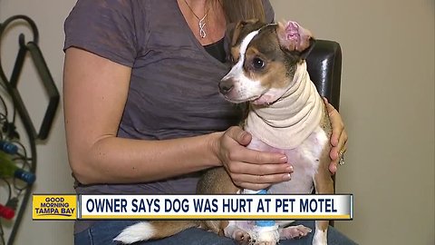 Dog hospitalized after stay at boarding facility; rubberband found cutting through his neck