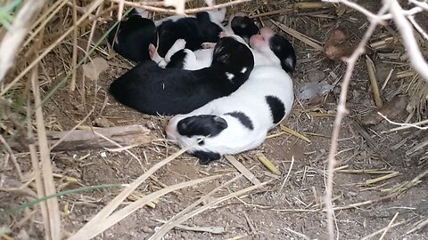 Puppies born a few days ago