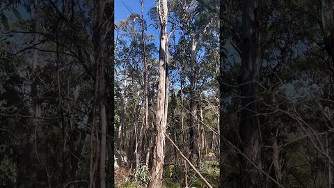 Australian bird sounds! #seeaustralia #hiking