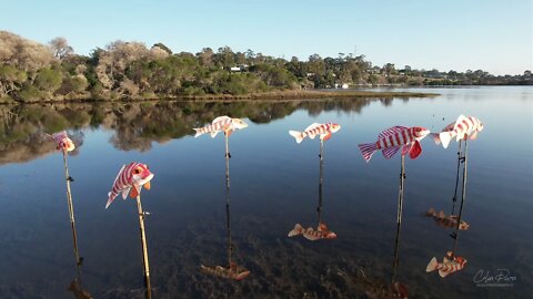 Fish Lanterns Coulls Inlet Mallacoota 23 Sept 2021