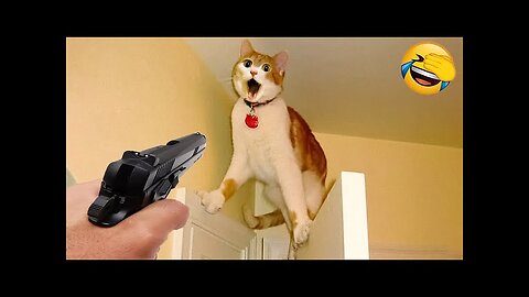 World Best Funniest🤑 Cat vs animal vs Kid 😃 Entertainment Don't Try Laughing 🤣 2024 clips 🫡