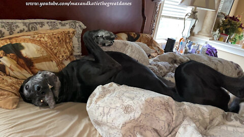 Great Dane Is Pooped After Her First Night With Her New Puppy