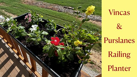 Growing Annuals & Vincas In Railing Pots