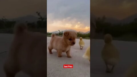 Cute Happy puppy 🐶 #cute #funnyanimals #tiktok #funnyvideos #dog