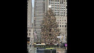 Rockefeller Center Christmas Tree 2020