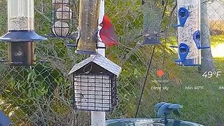 Florida Bird Feeder Live Camera HD