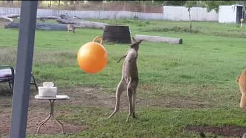 Jovem canguru adora os seus brinquedos