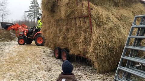 Cow Update - New Stable & Hauling Hay