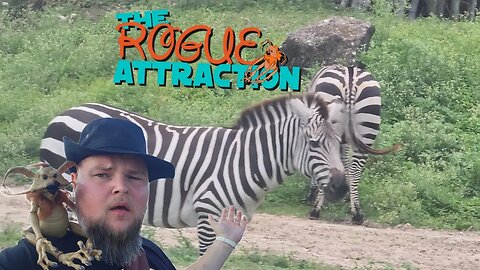 🔴 Live From Animal Kingdom | Sivako