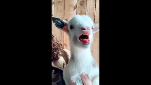 Cute goat funny video