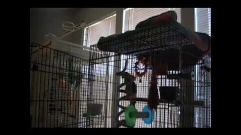 Parrot Sings Let the Bodies Hit the Floor