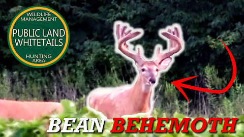 Big Public Bucks | Giant Buck Up Close | Hanging Trail Camera