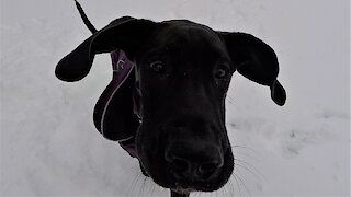 Great Dane Puppy Saves Man From The Doghouse On Valentine's Day