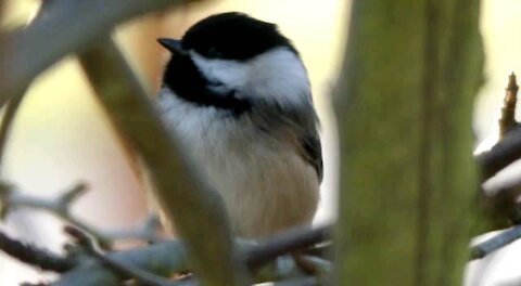 Cute Chickadee bird chirping and stretching.