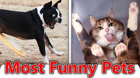 Try Not To Laugh Funny Animal Videos || 💖 Compilation #2 💖 || UPER