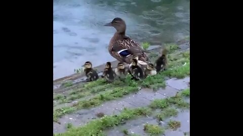 Duck family enjoy rainy weather #ytshorts #shorts #PetpupFun