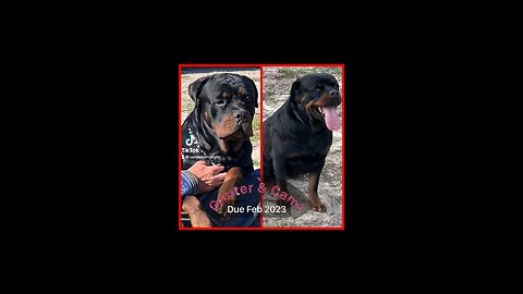 Rottweiler Lovers