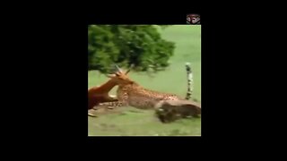 The Cheetah Facts Hunting #shorts #amazingfacts #animals