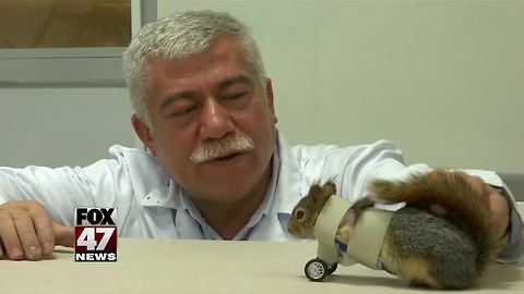 A squirrel who lost both of his front paws is given a set of prosthetic wheels