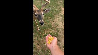 Hand Feeding the Bucks Some Corn