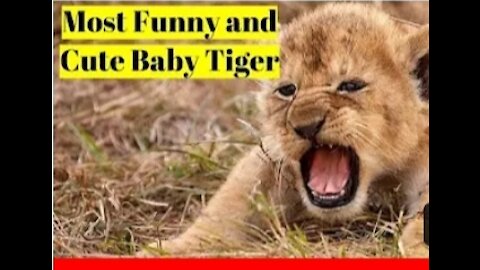 Most funny and cute baby tiger and lion video