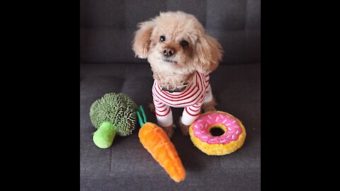 Making My Dogs Delicious Homemade Dog Treats