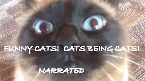 CATS BEING CATS (Dbags!) NARRATED