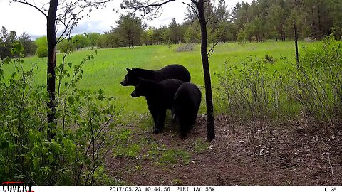 WOW Even MORE Bears at the rubbing tree (part 2)