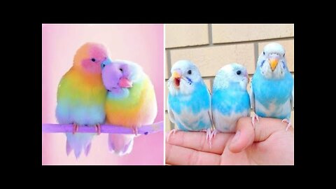 funny Baby Animals 🔴 Funny Parrots and Cute Birds Compilation (2022) Loros Adorables Recopilación