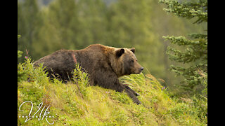 (4K) The Great State of Alaska: Highlights by Lucero